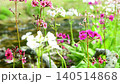 Primroses and a stream blooming at Senjugahama beach in Oku-Nikko, Nikko City, Tochigi Prefecture 140514868