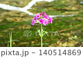 Primroses and a stream blooming at Senjugahama beach in Oku-Nikko, Nikko City, Tochigi Prefecture 140514869
