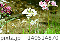 Primroses and a stream blooming at Senjugahama beach in Oku-Nikko, Nikko City, Tochigi Prefecture 140514870