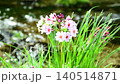 Primroses and a stream blooming at Senjugahama beach in Oku-Nikko, Nikko City, Tochigi Prefecture 140514871
