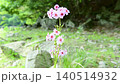 Primroses blooming at Senjugahama beach in Oku-Nikko, Nikko City, Tochigi Prefecture. 140514932