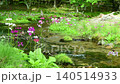 Primroses and a stream blooming at Senjugahama beach in Oku-Nikko, Nikko City, Tochigi Prefecture 140514933