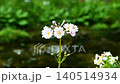 Primroses and a stream blooming at Senjugahama beach in Oku-Nikko, Nikko City, Tochigi Prefecture 140514934