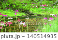 Primroses and a stream blooming at Senjugahama beach in Oku-Nikko, Nikko City, Tochigi Prefecture 140514935