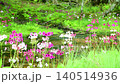Primroses and a stream blooming at Senjugahama beach in Oku-Nikko, Nikko City, Tochigi Prefecture 140514936