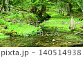 Primroses and a stream blooming at Senjugahama beach in Oku-Nikko, Nikko City, Tochigi Prefecture 140514938
