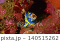 [Underwater 4K] Marine life of Eboshi Rock in Sagami Bay: Blue sea slug 140515262