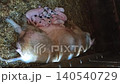 Newborn piglets nursing from sow on farm hay bed. Group of little pink and spotted pigs drinking milk from their mother. Domestic animals in a wooden stable in the countryside 140540729