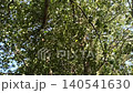 Strong wind blowing through green tree leaves. Lush foliage sways dynamically. Nature background. movement of branches in forest. Windy weather outside. Tree leaves rustle in gusts of wind 140541630