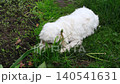 Maltipoo dog lying on the green lawn and chewing fresh grass. small white fluffy puppy enjoy playing and exploring nature in the garden. Cute hybrid pet having fun outdoors on a summer day. 140541631