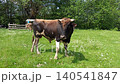 Friendly bull standing in green field near the forest on sunny day. Large domestic animal with horns grazes on summer pasture with wildflowers. Rural scene in the countryside. Ox grazing 140541847