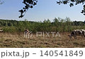 Cows graze in field near the forest on sunny summer day. Herd of domestic cattle eats dry grass in rural meadow. Peaceful agricultural scene with livestock in countryside. 140541849