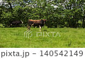 powerful bull and cow grazing in green pasture near trees on sunny summer day. Animals on free range farm field. Concept of livestock farming and agriculture industry. 140542149