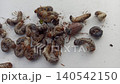 pile of destructive May beetle adult and larvae on light background pest control concept. Common cockchafer grubs collected from the garden soil. Agricultural crop damage and horticulture them 140542150