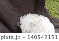 cute white maltipoo dog lying on brown blanket outdoors closeup. Cute small maltese or bichon puppy looking at camera. Fluffy domestic pet relaxing in the garden. 140542151