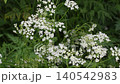 White wild chervil flowers blooming in green grass in summer field 140542983