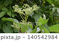 Green elderberry flower buds growing on elder bush in summer garden close up 140542984