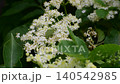 White elderberry flowers blooming on elder bush in summer garden close up 140542985