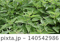 Green stinging nettle plants growing densely in wild summer meadow 140542986