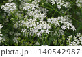 Wild White Queen Annes Lace Flowers Blooming in Summer Meadow 140542987