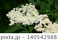 Fresh White Elderflower Blossoms Growing Among Lush Green Foliage 140542988