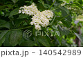 Delicate White Elderflower Blossoms on Green Foliage in Summer Garden 140542989