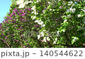 White Purple Lilac flower Blossoms in Spring Garden. Syringa Flowers 140544622