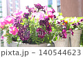 Purple and Pink Petunia Flowers on a Balcony with a Background of Modern City Houses 140544623