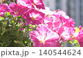 Blooming Pink Petunia bud Flowers Background. Summer plant in pot 140544624