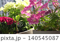 Pink Petunia Flowers with White Speckles in a Summer Balcony Garden 140545087