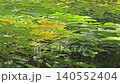 A large black carpenter bee hovers and flies around vibrant yellow blossoms on a green leafy branch, collecting nectar against a soft-focused paved background. 140552404