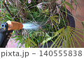 Watering dry palm tree in a big pot with a garden hose. Summer concept. 140555838