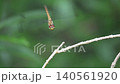 A dragonfly perched on a branch. 140561920