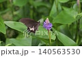 A swallowtail butterfly sipping nectar from a long-leaved water hyacinth. 140563530