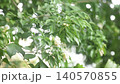 orange jasmine tropical flower scented at night falling from wind blew in garden 140570855