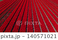 Aerial view of endless vibrant red tulip fields with perfectly geometric rows filling the frame in the Dutch countryside during spring in the Netherlands. 140571021