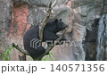 A Japanese black bear relaxing in a tree. 140571356
