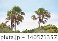 Palm trees swaying in the strong wind 140571357