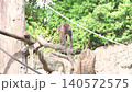 Japanese macaques walking on logs 140572575