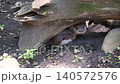 A pair of otters under a fallen tree 140572576