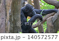 Chimpanzees eating grass leaves 140572577