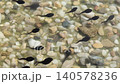 Tadpoles Swimming Over Pebbles In Shallow Pond Water During Spring Amphibian Development 140578236