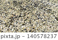 Tadpoles Swimming Over Pebbles In Shallow Pond Water During Spring Amphibian Development 140578237