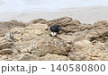 カラスが貝を高い場所から落として割る 140580800