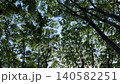 仙台定禪寺的清新綠植 140582251