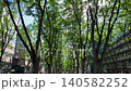 仙台の定禅寺の新緑 仙台の定禅寺の新緑 140582252