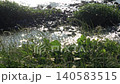 太陽の光できらめく水面と風にそよぐ川辺の野草（自然風景・背景素材） 140583515