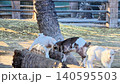 Three playful goats interact on a log in a farmyard setting, with one goat climbing while others explore the ground, surrounded by hay and a tree in the background 140595503