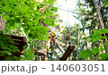 The girl passes obstacles on suspended swinging planks at a height using a safety rope. Sports and entertainment camp 140603051