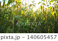 Beautiful nature scene of meadow with green grass and other wild vegetation. Bright summer sun shining through plants stems at background. Scenic countryside landscape. Slow motion Low view 140605457